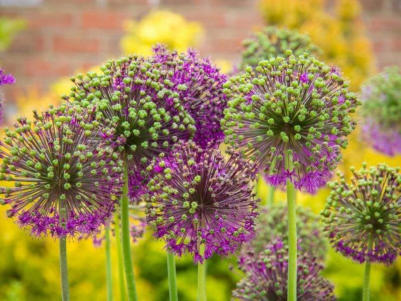 Planting and shrub installation